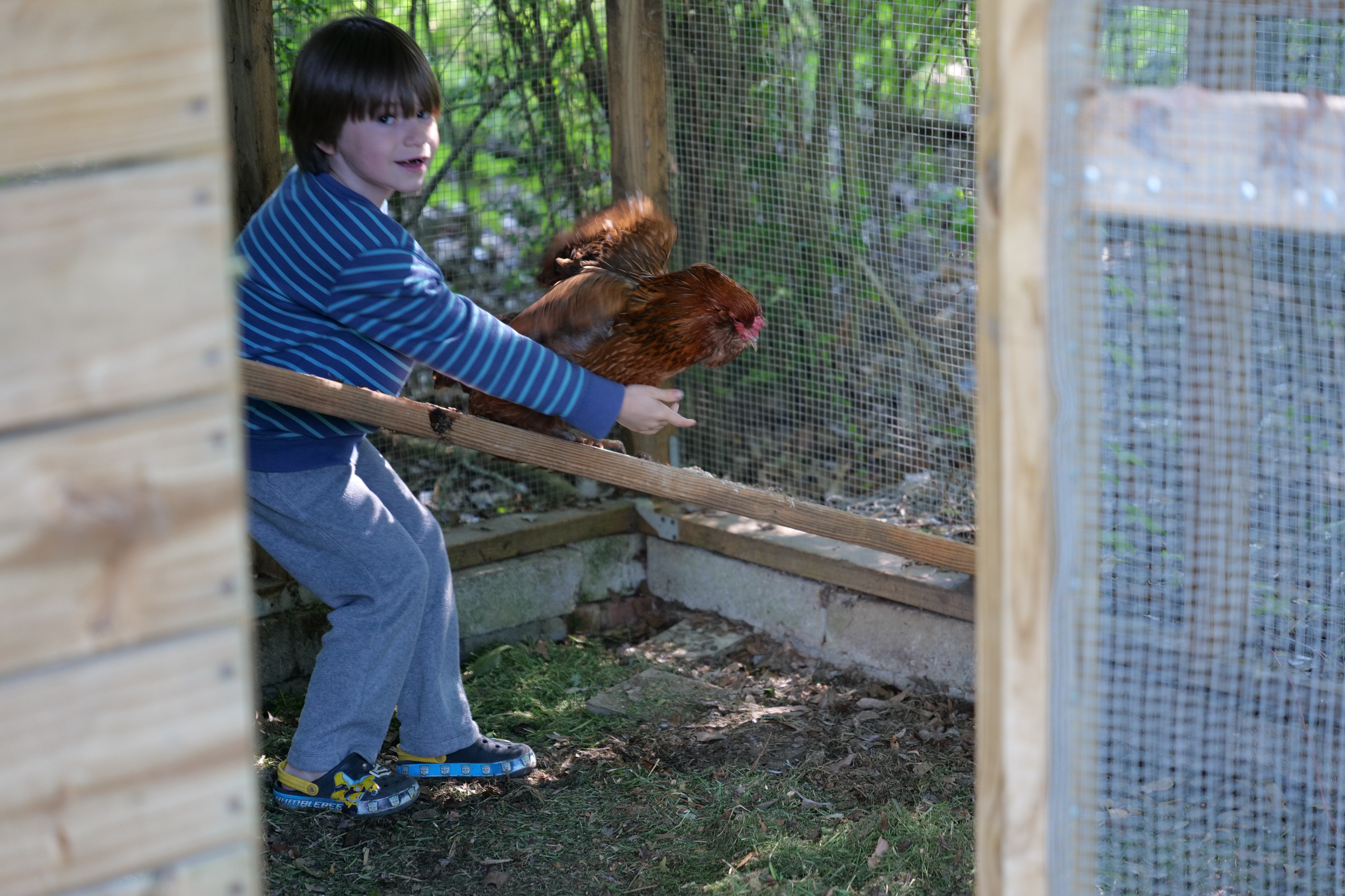 Preparations, precautions important for safely raising backyard chickens